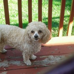 Meet your Posher, Barbara